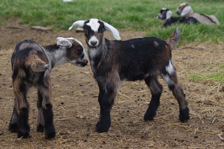 Kinder Goats in Southern Illinois - Kinder Korner Goats